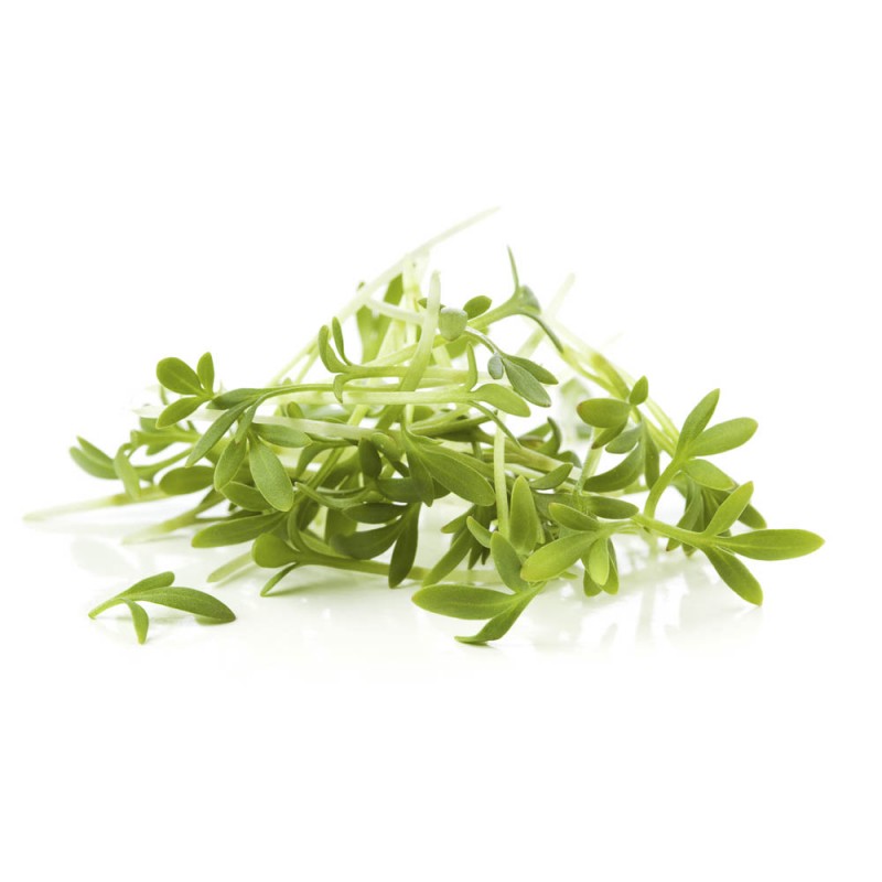 Kressesamen, BIO kaufen | keimf&auml;hig