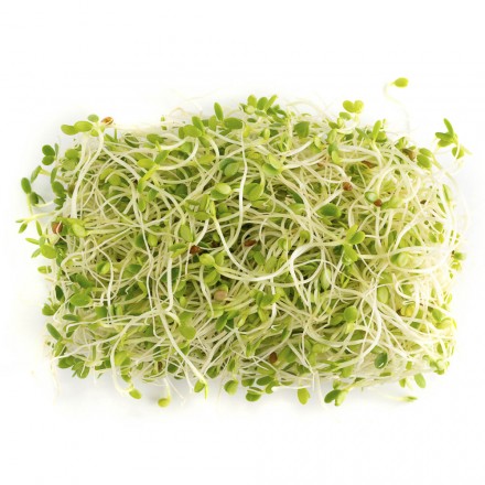 Rotklee, BIO, keimf&auml;hig | Vitapowershop