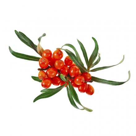 Sanddornsirup mit Vitamin C,  ideal f&uuml;r Kinder