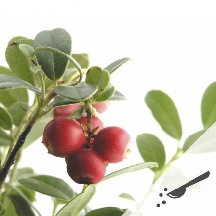 Preiselbeer-Trinkgranulat | Wohltat f&uuml;r die Blase