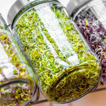 Ihr Minigarten zu Hause - top Keimglas hier kaufen